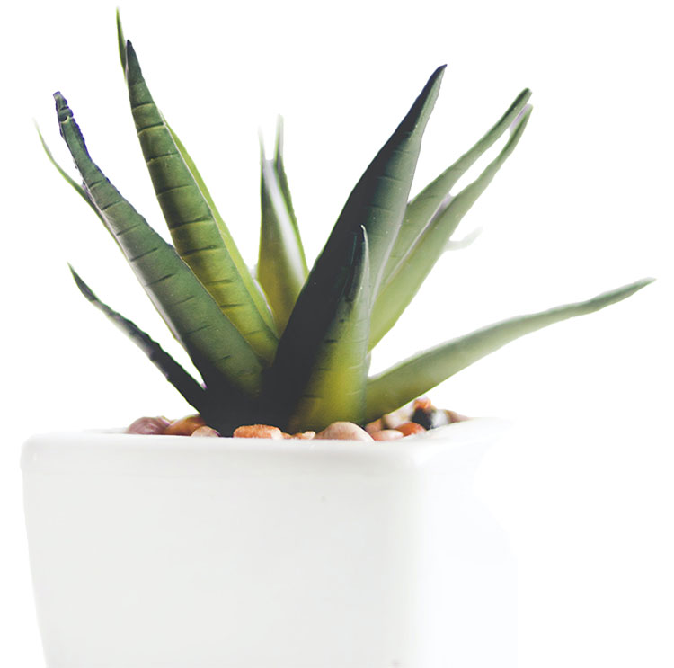 A thriving Aloe Vera plant in a white, ceramic pot