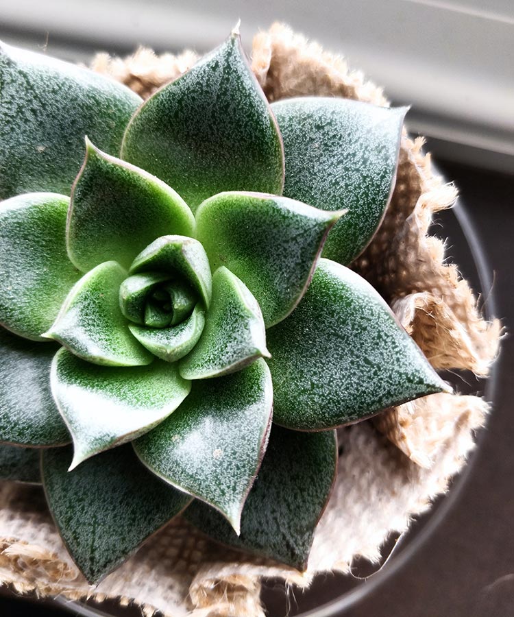 Top-down picture of a blooming green succulent in a pot with burlap lining
