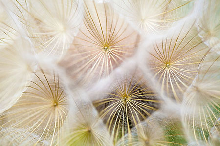 Top-down picture of translucent dandelion crowns with soft, white fluff and golden fibers