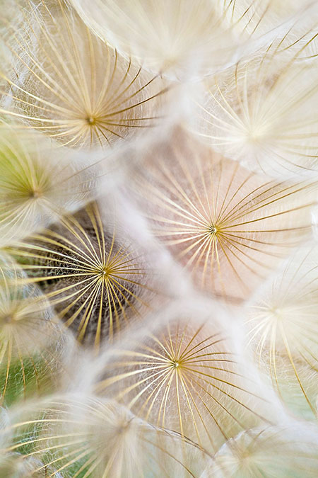 Top-down picture of translucent dandelion crowns with soft, white fluff and golden fibers